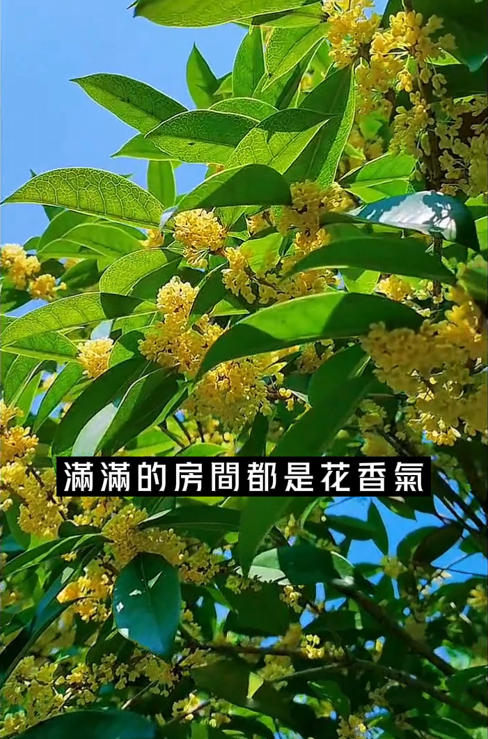 桂花2.png